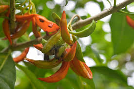 Image result for Persicaria senegalensis
