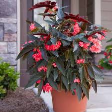 Image result for Begonia pulcherrima