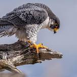 Raptors Up Close