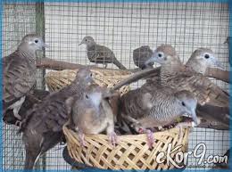 Gambar burung derkuku jantan dan betina. Cara Mudah Menjodohkan Perkutut Di Dalam Sangkar Ekor9 Com Ekor9 Com