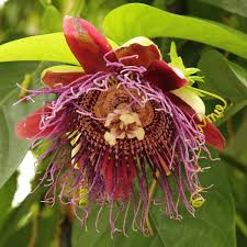 Image result for Passiflora quadrangularis