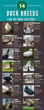 Maybe you would like to learn more about one of these? Duck Breeds 14 Breeds You Could Own And Their Facts At A Glance