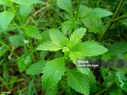 Image result for Scoparia dulcis