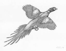 Http Www Bassjack Com Jacks Landing Images Pheasant Jpg Wood Carving Art Bugs Bunny Drawing Bird Drawings Draw the wings to complete this simple drawing of a realistic fly! wood carving art bugs bunny drawing