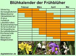 Diese blumen blühen im märz. Biologie Der Fruhbluher