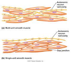 This smooth muscle can be found surrounding the walls of the blood vessels, the bronchioles in the lungs, and the sphincter muscles used in the gi tract.the gi tract, which is tubular by design, also houses longitudinal muscles in addition to the smooth. Chapter 12 Muscle Diagram Smooth Muscle Tissue Cell Diagram