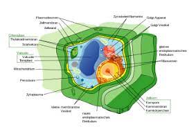 Zelle Biologie Wikipedia