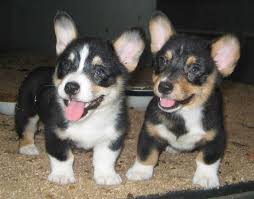 Luckily, you have come to the right place. Cute Cardigan Corgi Puppies Images Cardigan Welsh Corgi Puppies Cute Corgi Corgi Husky Mix