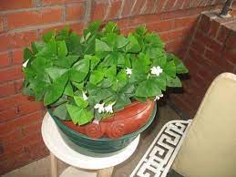 It's always best to water a shamrock from the bottom so that the thin fragile stems of the plant don't get water logged and the soil stays loose. How To Transplant A Shamrock Plant Youtube