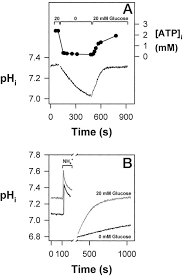 Parts of a malaria parasite inside a red blood cell. Ph Regulation In The Intracellular Malaria Parasite Plasmodium Falciparum Journal Of Biological Chemistry