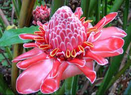 Check spelling or type a new query. What Kind Of Flora Rainforest Plants Rainforest Flowers Amazon Flowers