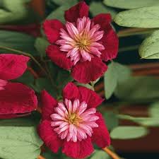 See more ideas about clematis, clematis montana, montana. Clematis Avant Garde Festoon Im Ca 17 Cm Topf Online Kaufen Bei Gartner Potschke