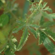 Image result for Ipomoea coptica