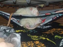 Cargo net hammock bed diy ideas. Nutmeg And Cinnamon In Their Bunk Bed Hammock I Made I Just Love When They Tuck In All Cozy With Their Tails Rats