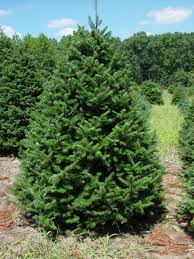 Let's take a look at some of the common advantages and disadvantages: Exotic Conifers The Canaan Fir Vans Pines Nursery Inc