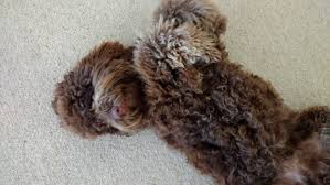 Vet checked, fully vaccinated and parents are thoroughly. Australian Cobberdogs Joy