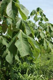 Image result for Firmiana