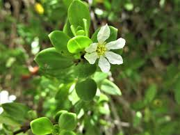 Image result for Pemphis