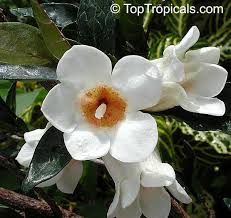 Image result for Rothmannia globosa