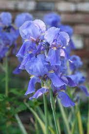 Iris Flowers Iris Flowers Beautiful Flowers Flowers
