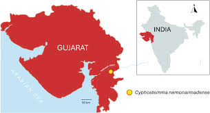 Image result for Cyphostemma heterotrichum