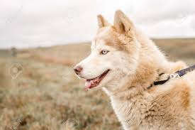 Unfortunately, all breeds can suffer from different illnesses, whether it's a purebred or a crossbreed. A Cute Fluffy Red And Brown Husky Malamute Mix Breed Dog With Stock Photo Picture And Royalty Free Image Image 147395497