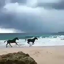 أجمل عزلة خيل وبحر وغيوم اكسبلور بحر البحر أجمل عزلة خيل وبحر وغيوم اكسبلور بحر البحر صوت البحر بحر شاطئ فن ا animals sea