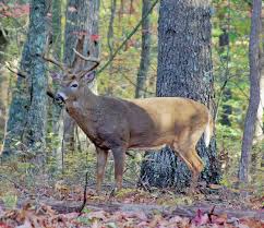 Understanding Rutting Behavior In Arkansas Whitetails