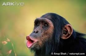 Sedangkan menurut mitosnya mimpi dicium atau mencium monyet merupakan mimpi akan datangnya seorang perusak dalam percintaan anda. 13 Gambar Monyet Lucu Ngejek Koleksi Gambar Lucu Chimpanzee Animals Endangered Species Activities
