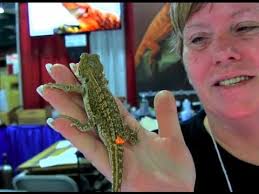 How To Find A Healthy Bearded Dragon