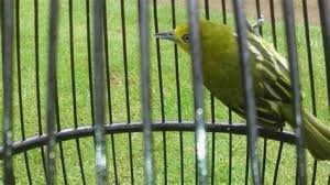 Download suara kacer betina pemikat jantan. Decu Kembang Gacor Decu Kembang Kuning Ereveld Kembang Kuning Dji Phantom Download Mp3 Decu Kembang Gacor Gratis Ada 20 Daftar Lagu Decu Kembang Gacor Yang Bisa Anda Download