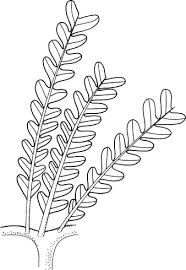 Image result for Mohria vestita