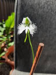 Image result for Habenaria macrura