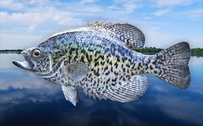 With social media and public forums connecting millions of crappie anglers and enabling them to share pictures and information, confusion and arguments about the different types of crappie and their. See Crappie Fish At Everglades Holiday Park