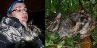 We cater events and we also run concessions. Ini Rupa Kelinci Paling Langka Di Dunia Merdeka Com