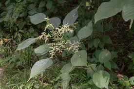 Image result for Laportea mooreana