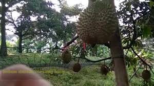 Budidaya tanaman buah 415.877 views3 year ago. Kebun Durian Musang King Dan Cara Kawin Sisip Pokok Durian Youtube