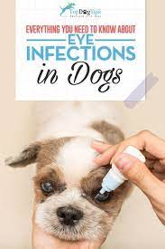 Diagnosing And Treating Dog Eye Infections Top Dog Tips Dogs Eyes Problems Eye Infection In Dogs Eye Infections