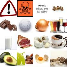 Aliments Interdits Pour Les Chiens Nourriture Chien Recettes Pour Chien Alimentation