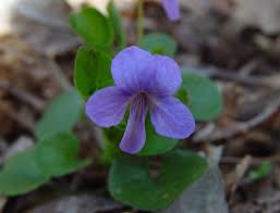 Image result for Viola abyssinica
