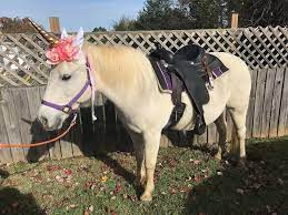 In general, traveling petting zoos bring between 10 and 25 animals. Pony Rides For Events Party Rentals In Md Goodtime Amusements