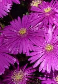 Image result for Delosperma mahonii