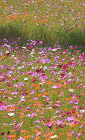 Maybe you would like to learn more about one of these? Pin By The Garden Diva On Field Flowers Wild Flowers Wild Flower Meadow Spring Landscape Photography