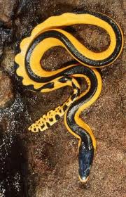 Yellow Bellied Sea Krait Sea Snake Snake Reptiles