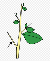 As mentioned, stem stands for science, technology, engineering and mathematics, but a far wider range of academic disciplines fall under this description. Stem Morphology Type Thorn Carissa Thorn Stem Modification Clipart 129218 Pikpng