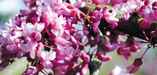 Choose one or more for your garden. Ornamental Trees Mt Lebanon Magazine