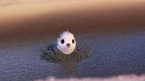 Image result for Piper