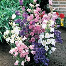 Shop with afterpay on eligible items. Buy Canterbury Bells Mixture Sun Perennials Sale Breck S