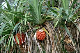 Image result for Pandanus odoratissimus