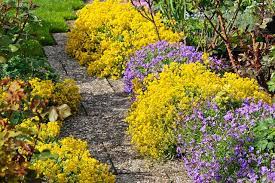 We did not find results for: Aurinia Saxatilis Basket Of Gold